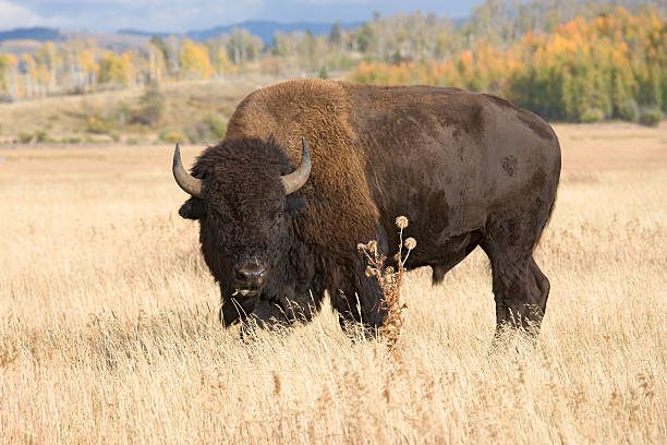 bizon, buffalo paść się w trawie pola - paść zdjęcia i obrazy z banku zdjęć