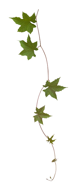 Creeping plant, great for use as a background or a border in 4 colour or a single tone. Clipping path included. 
