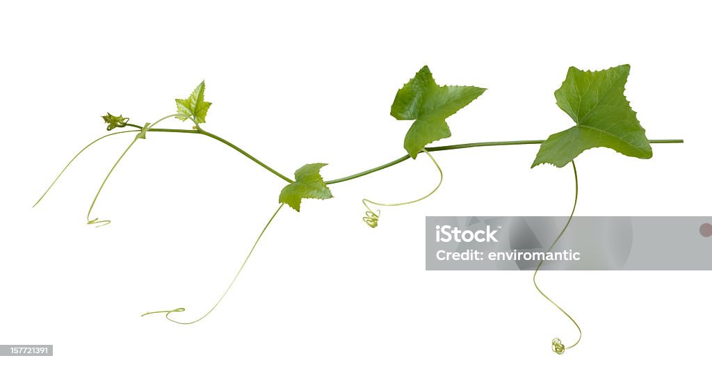 Creeper plant with clipping path included. Creeping plant, great for use as a background or a border in 4 colour or a single tone. Clipping path included.  Cut Out Stock Photo