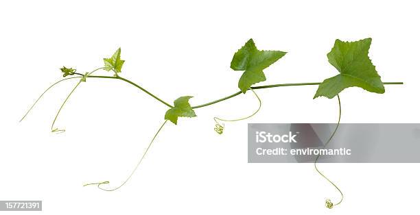 Creeper Plant With Clipping Path Included Stock Photo - Download Image Now - Cut Out, White Background, Ivy