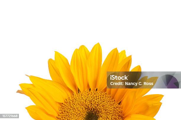 Amarillo Girasol Flor Parte Superior Copyspace Aislados En Blanco Foto de stock y más banco de imágenes de Amarillo - Color