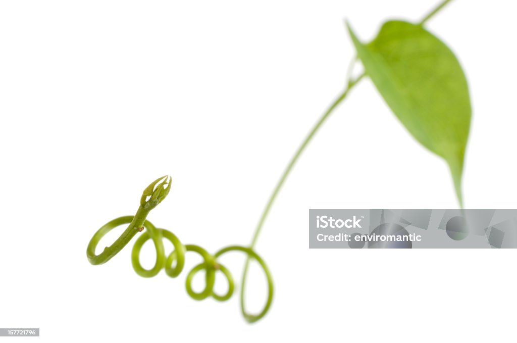 Creeper plant, isolated on white. Creeper plant,isolated on white.  Agriculture Stock Photo