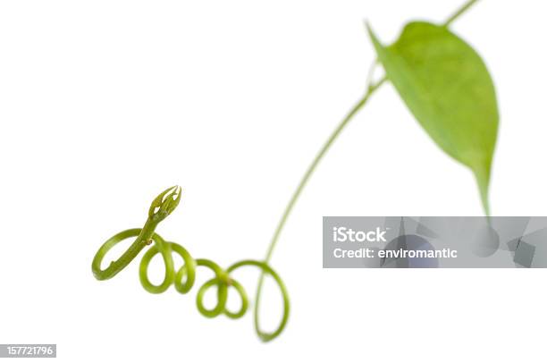 Creeper Plant Isolated On White Stock Photo - Download Image Now - Agriculture, Asia, Botany