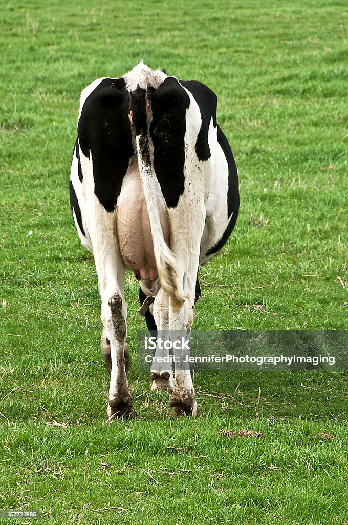Hinteren Ende der Kuh, Milch - Lizenzfrei Euter Stock-Foto