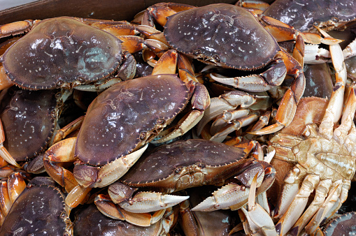 Live dungeness crabs (Metacarcinus magister)  boxed and ready for market.