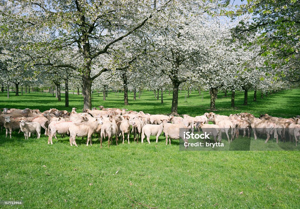 Flock of sheep - Lizenzfrei Ast - Pflanzenbestandteil Stock-Foto