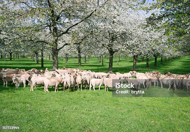 Stado Owiec - zdjęcia stockowe i więcej obrazów Belgia - Belgia, Bez ludzi, Biały