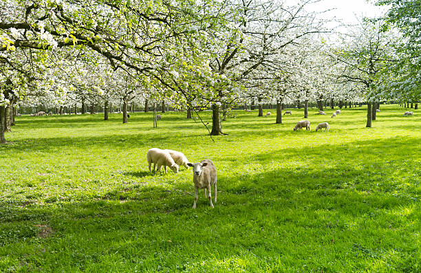istock Sheep grazing in  orchard with blooming fruit trees , Flanders,Belgium. 157723955