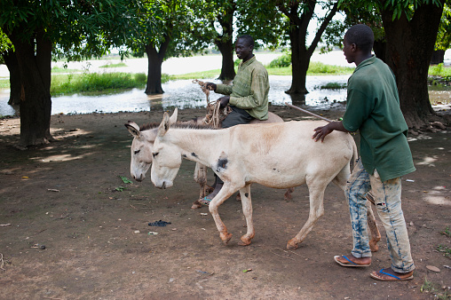 Senior farmers with donkeys