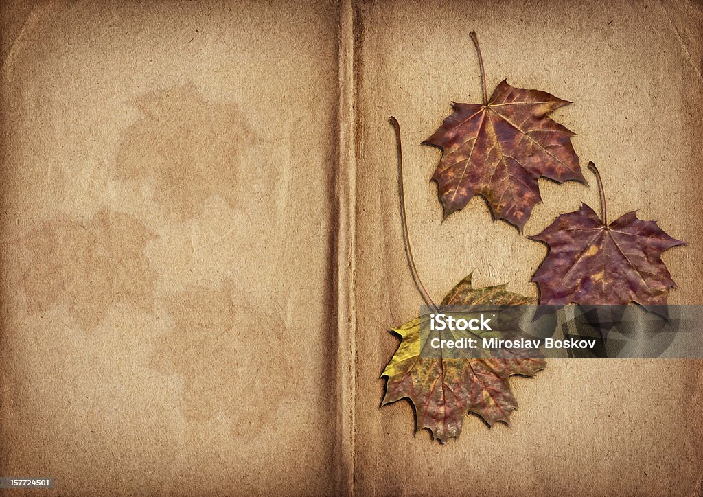 Высокое разрешение сухой кленовые листья на открытой Herbarium страницы - Стоковые фото Гербарий роялти-фри