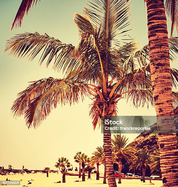 Palm Tree In Caribbean Sand Beach Stock Photo - Download Image Now - Atlantic Islands, Atlantic Ocean, Canary Islands