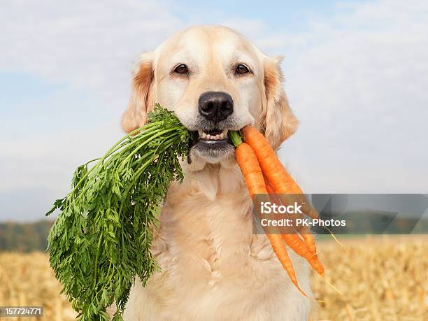 Dog Mit Gemüse Stockfoto und mehr Bilder von Hund - Hund, Essen - Mund benutzen, Gemüse