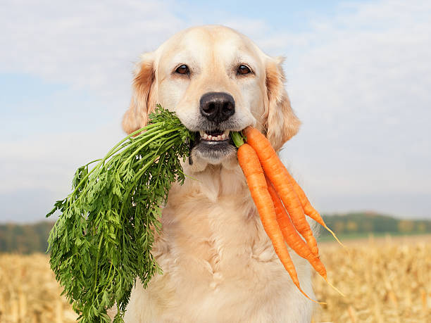 Dog with vegetables stock photo