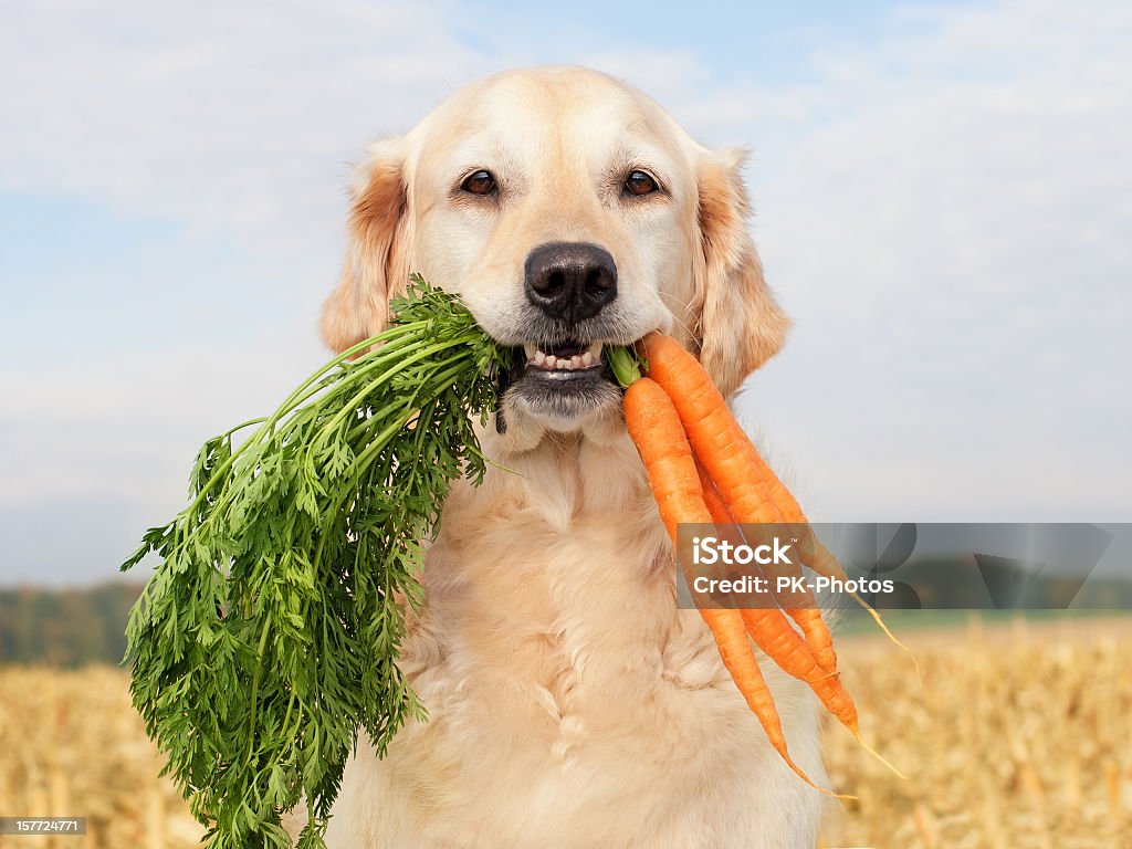 Cão com legumes - Foto de stock de Cão royalty-free
