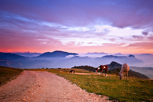 馬掛けの芝生の日の出 - horse panoramic scenics prairie ストックフォトと画像