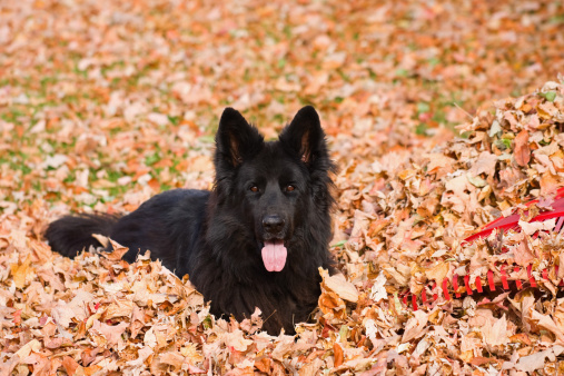 A purebred black, long-haired German Shepherd Dog in a pile of dry leaves next to a red plastic rake. 