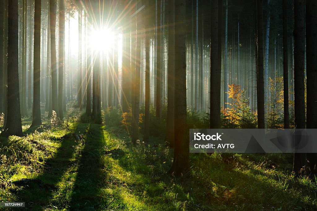 Forêt de conte de fées-rayons dans Spruce Woodland - Photo de Clairière libre de droits
