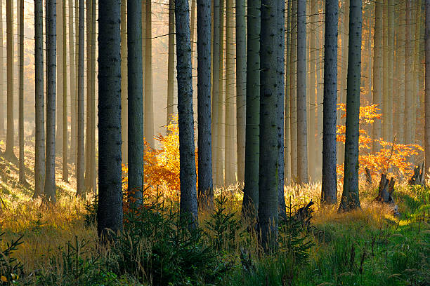 radieux épicéa forêt en automne - beech tree wilderness area forest log photos et images de collection