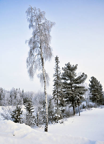 paisaje de invierno. - tony snow fotos fotografías e imágenes de stock