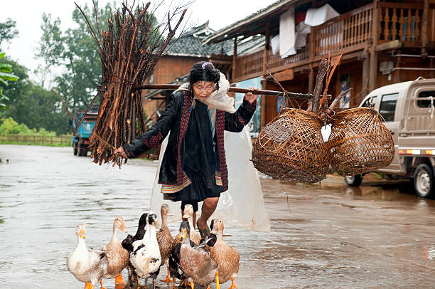 Miao Woman with Geese China  chinese goose stock pictures, royalty-free photos & images