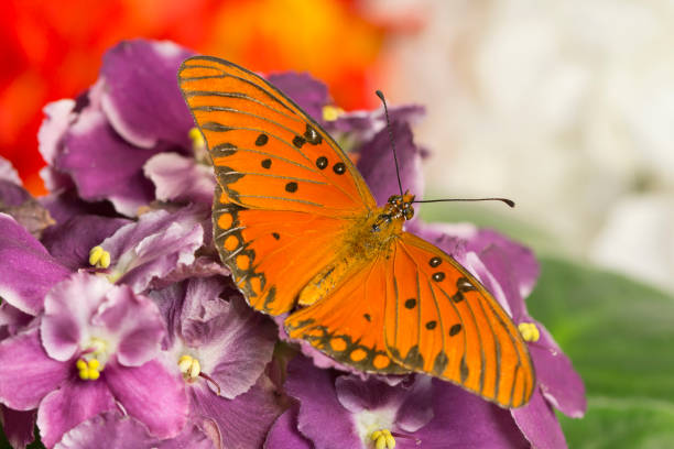 Gulf Fritillary butterfly also known as Passion Butterfly, \