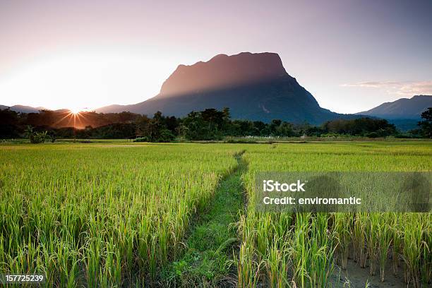 Foto de Campos De Arroz e mais fotos de stock de Tailândia - Tailândia, Chiang Dao District, Norte