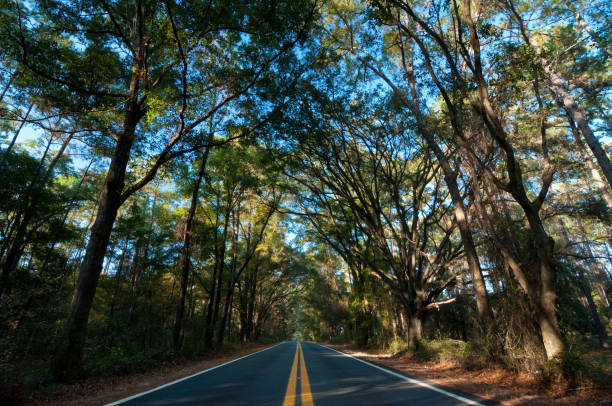 Canopy strada nel pomeriggio - foto stock