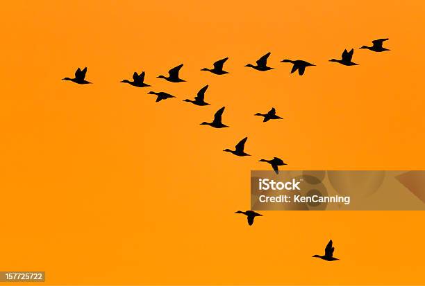 Pato A Voar Em V Formação Em Sunrise - Fotografias de stock e mais imagens de Formação de pássaros em V - Formação de pássaros em V, Bando de pássaros, Pato - Ave aquática