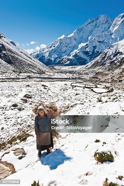 Sherpa Mujer Llevando Yac Forrajeras Nívea Mountain Valley Foto de stock y más banco de imágenes de Himalayas