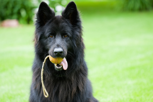 A black, long-haired purebred German Shepherd Dog holding her ball-on-a-rope.