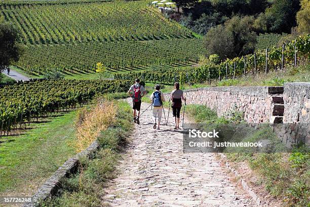 Wandern Im Rheingau Stockfoto und mehr Bilder von Weinberg - Weinberg, Gehen, Rankenpflanze