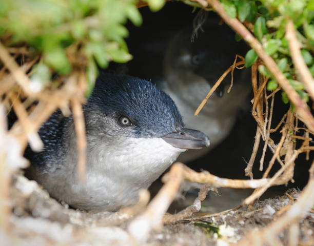 маленький пингвин/фея пингвин (eudyptula незначительные) nesting в заповедник, australia (xxxl - fairy penguin стоковые фото и изображения