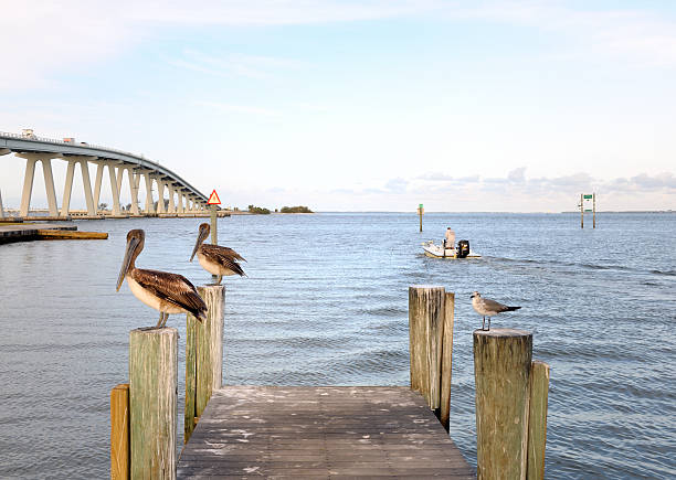 A Pelican relaxing on poles over the beautiful waters of Johns Pass on the Gulf of Mexico, Florida