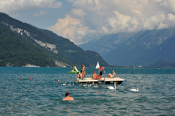 nuotatori e swans - switzerland lake thun people spiez foto e immagini stock