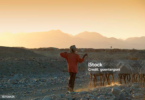 Uno Degli Ultimi Salt Caravan Danakil Deserto Etiopia - Fotografie stock e altre immagini di Africa