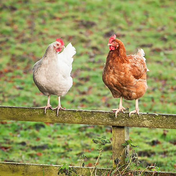 Chatting Chickens - Two Hens on a Wooden Fence Two free range hens looking towards each other as if having a conversation. rhode island red chicken stock pictures, royalty-free photos & images