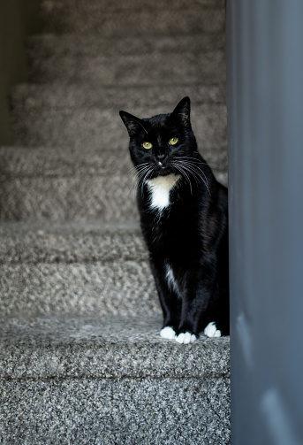 Dante the tuxedo boy cat sitting on our staircase welcoming guests