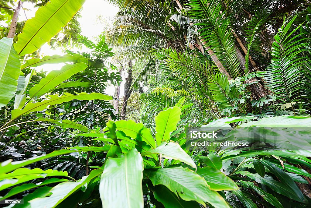 Selva tropical - Foto de stock de Aire libre libre de derechos