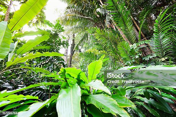 熱帯雨林 - アジア大陸のストックフォトや画像を多数ご用意 - アジア大陸, カラー画像, コケ