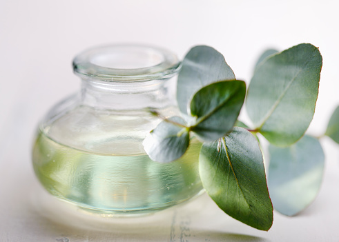 Eucalyptus oil in a glass bottle with eucalyptus branch