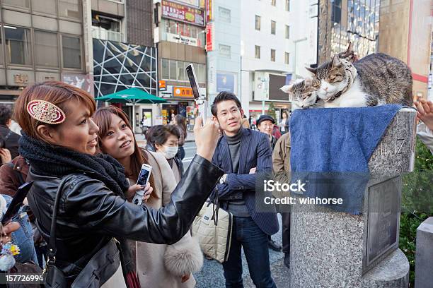 Foto de Gatos Em Ginza Tóquio Japão e mais fotos de stock de Gato doméstico - Gato doméstico, Tóquio, Adulto