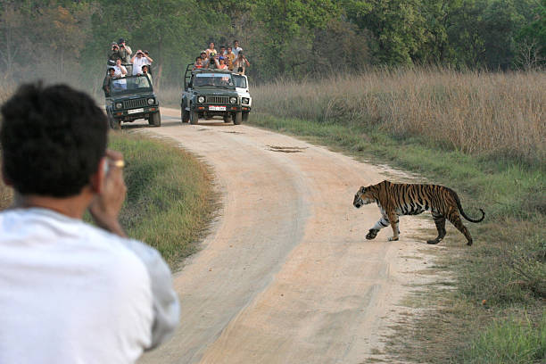 Tourist traffic photographs wild female tiger crossing road Kanha India stock photo