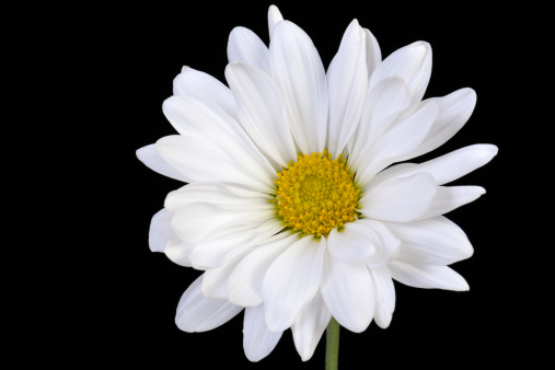 Single White Daisy Isolated on Black Close Up