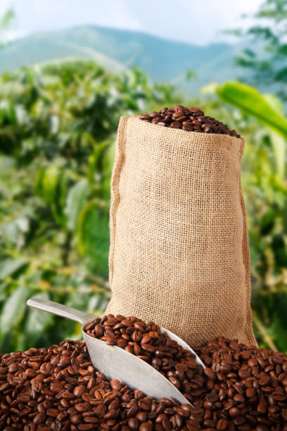 Overhead view reveals an opened jute bag brimming with fresh coffee beans, resting on other bags in bustling warehouse environment.