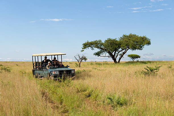 safari veículo na savana - transvaal imagens e fotografias de stock