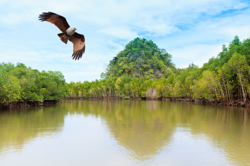 Mangrove trees and red brown eagle at Langkawi Island Malaysia - an archipelago made up of 99 islands on Malaysia's west coast