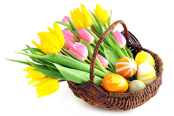 Wooden Basket with bunch of pink yellow tulips and Easter eggs on white isolated background.