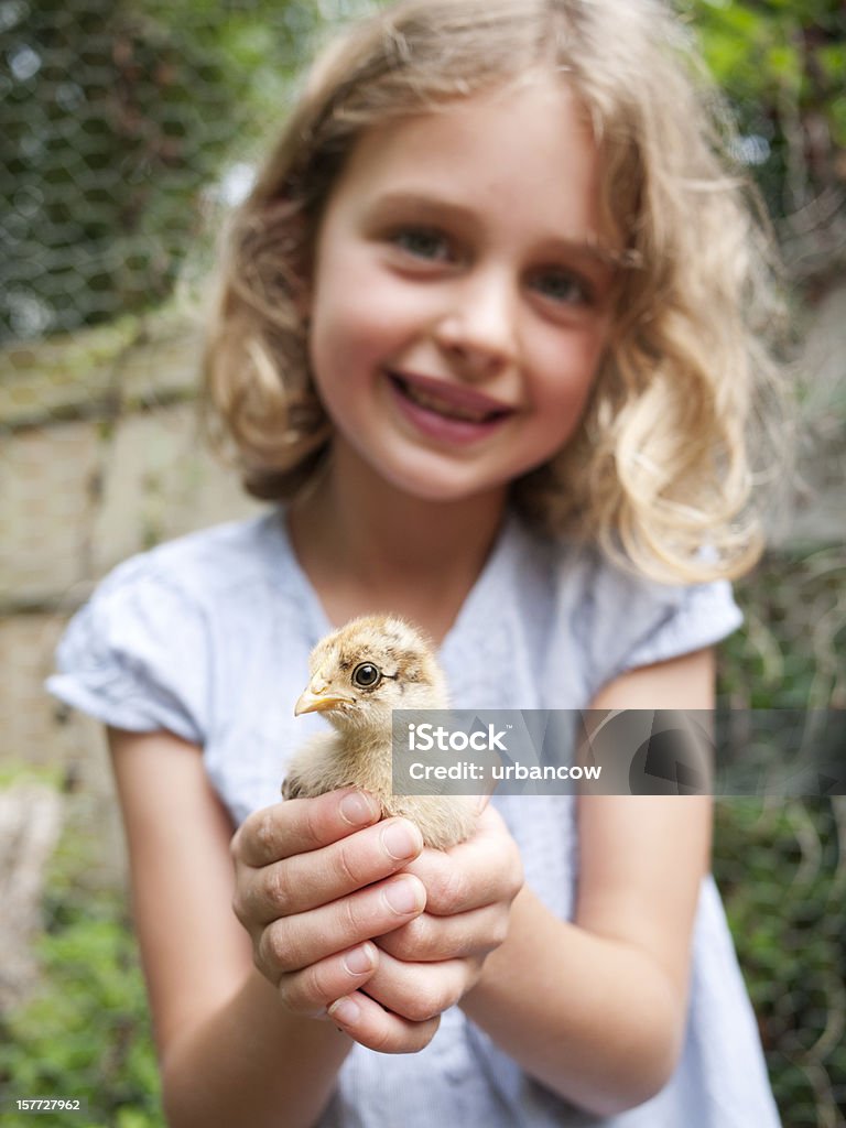 Garota com sua bantam chick - Foto de stock de Criança royalty-free