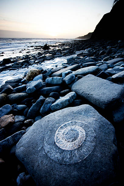 Ammonite in rock An ammonite embedded in a rock. Lyme Regis, Dorset, UK jurassic coast world heritage site stock pictures, royalty-free photos & images