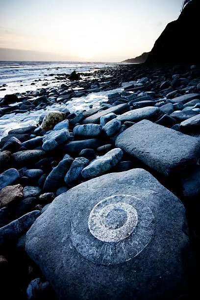 An ammonite embedded in a rock. Lyme Regis, Dorset, UK